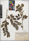 Foto von Salix myrsinifolia Salisb.